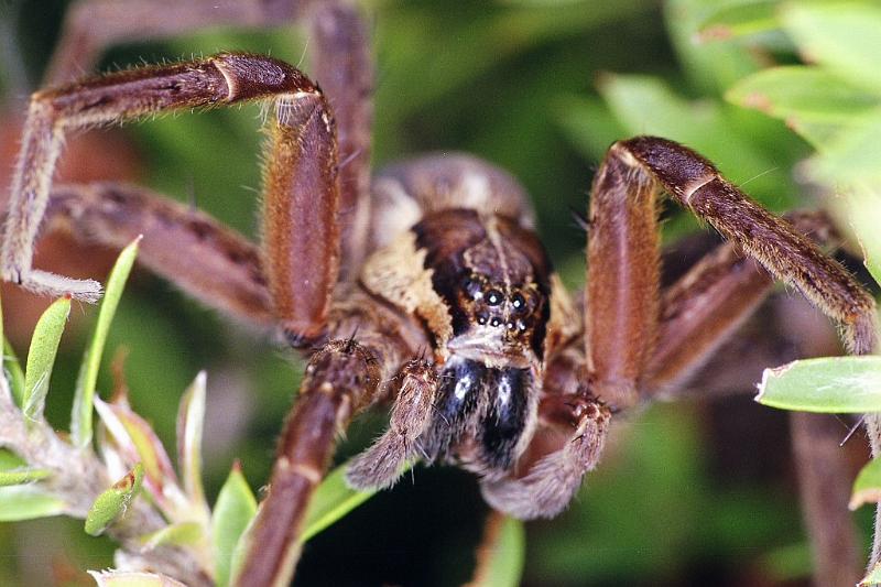 Dolomedes_minor_F2332_Z_88_Cape Reinga_Nieuw-Zeeland.jpg